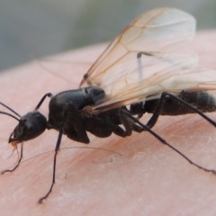 Camponotus sp. (genus) at Bonython, ACT - 25 Oct 2015 07:27 PM