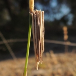 Clania lewinii & similar Casemoths at Bonython, ACT - 8 Nov 2014 06:54 PM