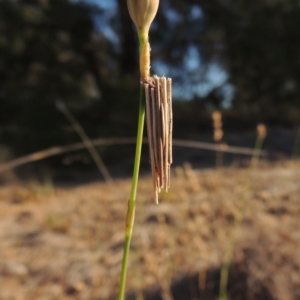 Clania lewinii at Bonython, ACT - 8 Nov 2014