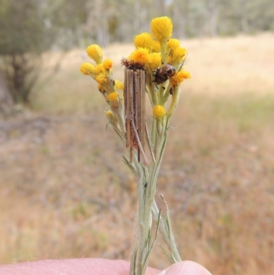 Clania lewinii & similar Casemoths (Parallel stick Case Moths) at Conder, ACT - 17 Nov 2014 by MichaelBedingfield