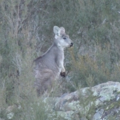 Osphranter robustus robustus (Eastern Wallaroo) at Molonglo River Reserve - 2 Aug 2017 by michaelb