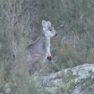 Osphranter robustus robustus at Molonglo River Reserve - 2 Aug 2017 05:24 PM