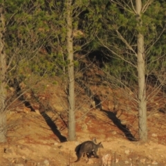 Osphranter robustus robustus (Eastern Wallaroo) at Molonglo River Reserve - 2 Aug 2017 by michaelb