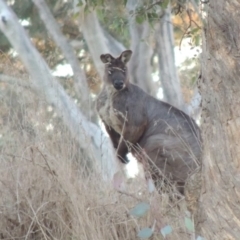 Osphranter robustus robustus (Eastern Wallaroo) at Denman Prospect, ACT - 2 Aug 2017 by MichaelBedingfield