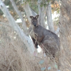 Osphranter robustus robustus at Molonglo River Reserve - 2 Aug 2017 06:55 PM