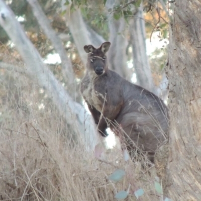 Osphranter robustus (Wallaroo) at Denman Prospect, ACT - 2 Aug 2017 by michaelb