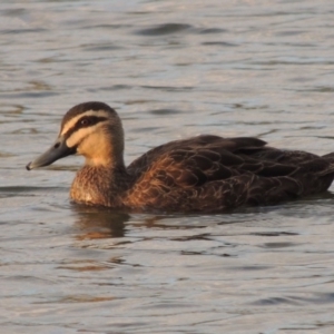 Anas superciliosa at Molonglo River Reserve - 2 Aug 2017