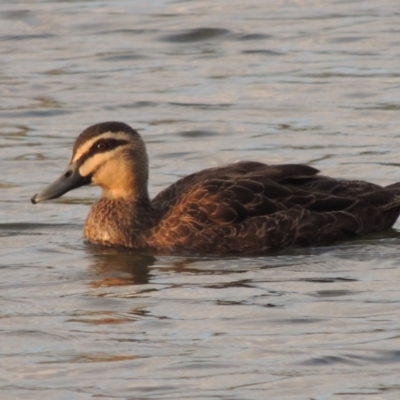 Anas superciliosa (Pacific Black Duck) at Molonglo Valley, ACT - 1 Aug 2017 by michaelb