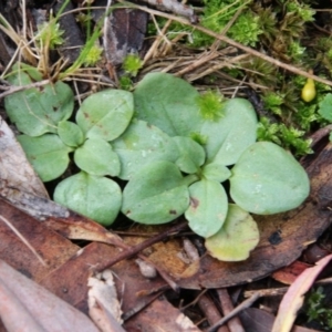 Diplodium truncatum at Canberra Central, ACT - suppressed