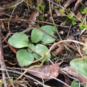 Diplodium truncatum at Canberra Central, ACT - suppressed