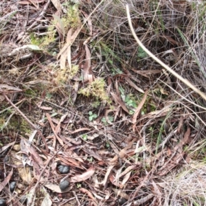 Diplodium truncatum at Canberra Central, ACT - suppressed