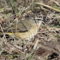 Acanthiza chrysorrhoa at Holt, ACT - 17 Aug 2017