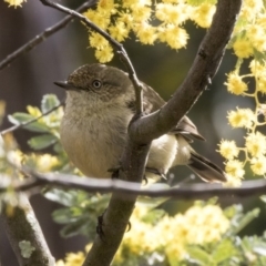 Acanthiza reguloides (Buff-rumped Thornbill) at Belconnen, ACT - 16 Aug 2017 by Alison Milton