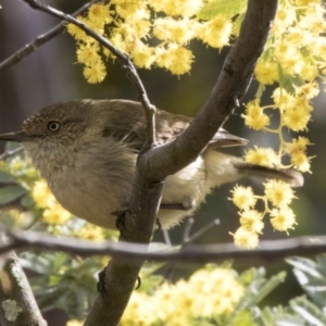 Acanthiza reguloides at Belconnen, ACT - 17 Aug 2017