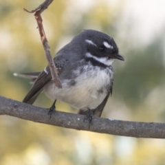 Rhipidura albiscapa (Grey Fantail) at Belconnen, ACT - 16 Aug 2017 by Alison Milton