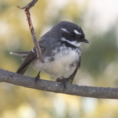 Rhipidura albiscapa (Grey Fantail) at Belconnen, ACT - 16 Aug 2017 by Alison Milton