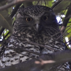 Ninox strenua (Powerful Owl) at Acton, ACT - 18 Aug 2017 by JohnBundock