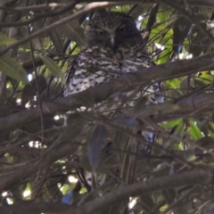 Ninox strenua at Acton, ACT - 18 Aug 2017