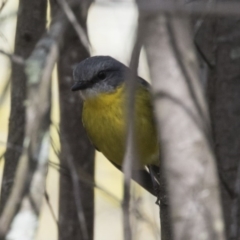Eopsaltria australis (Eastern Yellow Robin) at Belconnen, ACT - 16 Aug 2017 by Alison Milton