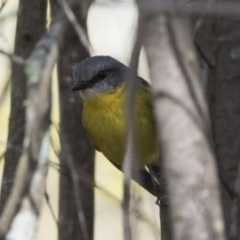 Eopsaltria australis (Eastern Yellow Robin) at Belconnen, ACT - 17 Aug 2017 by AlisonMilton