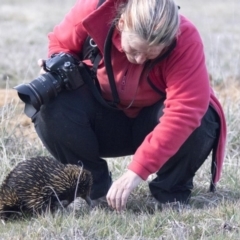 Tachyglossus aculeatus (Short-beaked Echidna) at Belconnen, ACT - 17 Aug 2017 by AlisonMilton