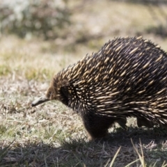 Tachyglossus aculeatus at Belconnen, ACT - 17 Aug 2017