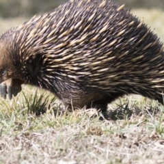 Tachyglossus aculeatus at Belconnen, ACT - 17 Aug 2017 10:00 AM