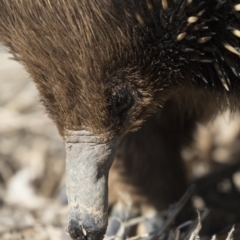 Tachyglossus aculeatus at Belconnen, ACT - 17 Aug 2017 10:00 AM