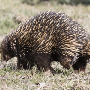 Tachyglossus aculeatus at Belconnen, ACT - 17 Aug 2017 10:00 AM