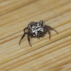 Cymbacha ocellata (Crab spider) at Higgins, ACT - 13 Aug 2017 by Alison Milton