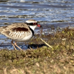Thinornis melanops (Black-fronted Dotterel) at Ngunnawal, ACT - 18 Aug 2017 by AlisonMilton