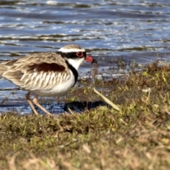 Charadrius melanops (Black-fronted Dotterel) at Ngunnawal, ACT - 18 Aug 2017 by AlisonMilton