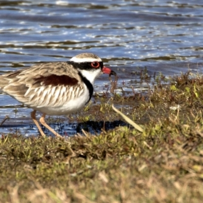 Thinornis melanops (Black-fronted Dotterel) at Ngunnawal, ACT - 18 Aug 2017 by AlisonMilton