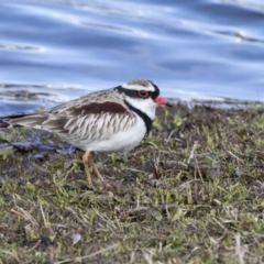 Charadrius melanops at Ngunnawal, ACT - 18 Aug 2017 09:30 AM