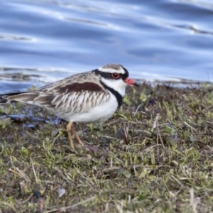 Charadrius melanops at Ngunnawal, ACT - 18 Aug 2017