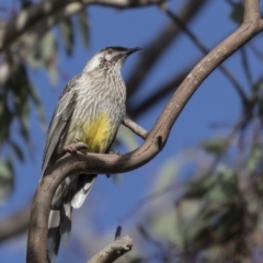 Anthochaera carunculata (Red Wattlebird) at Higgins, ACT - 14 Aug 2017 by Alison Milton