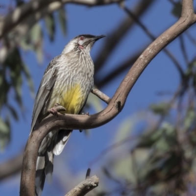 Anthochaera carunculata (Red Wattlebird) at Higgins, ACT - 14 Aug 2017 by Alison Milton