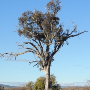 Eucalyptus blakelyi at Molonglo, ACT - 2 Aug 2017