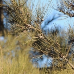 Casuarina cunninghamiana subsp. cunninghamiana at Molonglo River Reserve - 2 Aug 2017