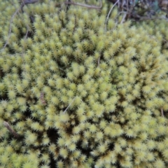 Bartramiaceae at Molonglo River Reserve - 2 Aug 2017