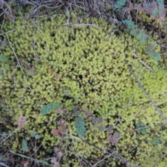 Bartramiaceae at Molonglo River Reserve - 2 Aug 2017