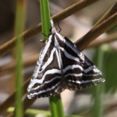 Dichromodes confluaria (Ceremonial Heath Moth) at Paddys River, ACT - 27 Nov 2016 by HarveyPerkins