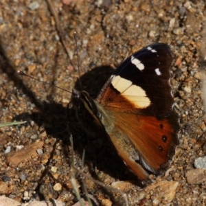 Vanessa itea at Cotter River, ACT - 27 Nov 2016 03:53 PM