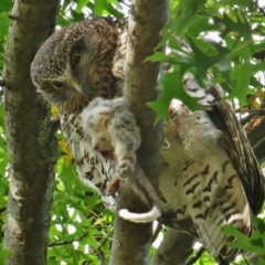 Ninox strenua (Powerful Owl) at Sullivans Creek, Turner - 4 Apr 2016 by JohnBundock