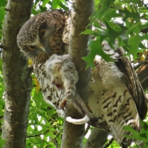 Ninox strenua at Turner, ACT - 4 Apr 2016