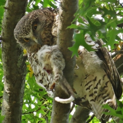 Ninox strenua (Powerful Owl) at Turner, ACT - 4 Apr 2016 by JohnBundock