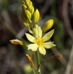 Bulbine glauca (Rock Lily) at Cotter River, ACT - 27 Nov 2016 by HarveyPerkins