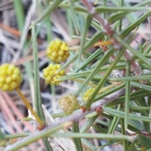 Acacia ulicifolia at Isaacs, ACT - 19 Aug 2017 04:52 PM