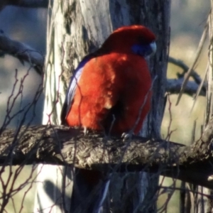 Platycercus elegans at Bungendore, NSW - 19 Aug 2017 04:49 PM