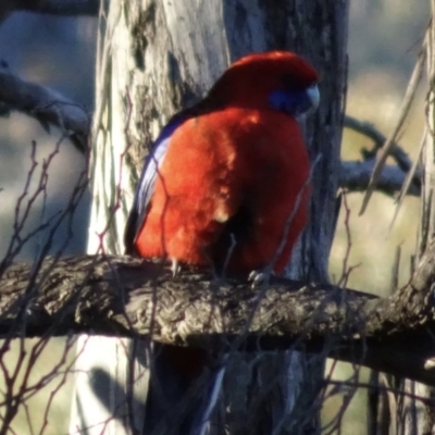 Platycercus elegans (Crimson Rosella) at Bungendore, NSW - 19 Aug 2017 by yellowboxwoodland